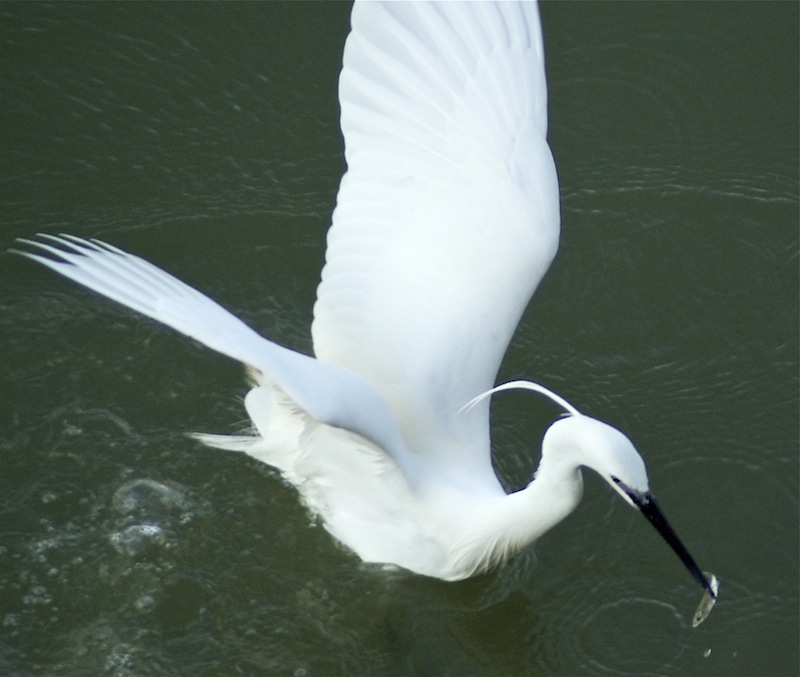 Egret-arno