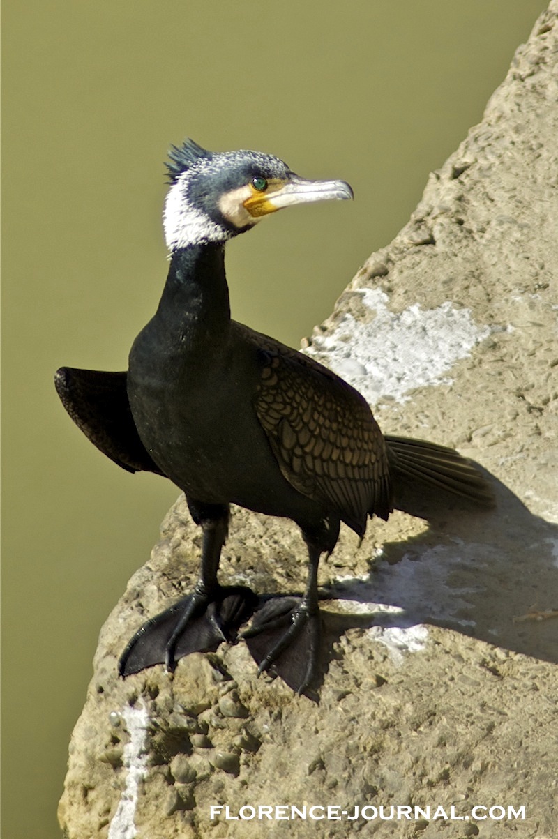 Cormorant-arno