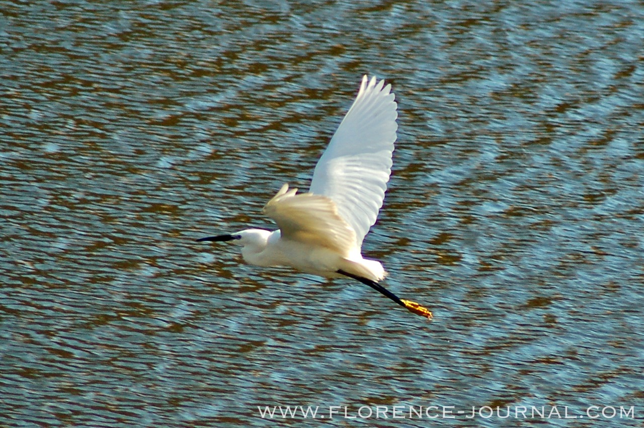 Egret-arno