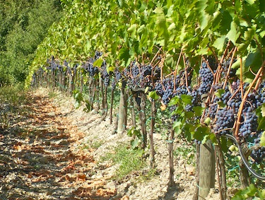 Vineyard-1